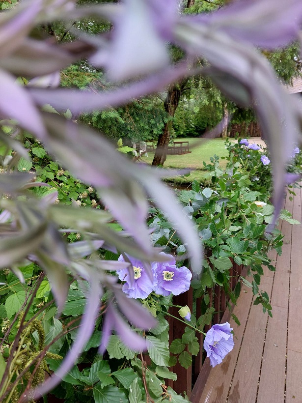 All Inclusive Lilac Decor in Brooklodge